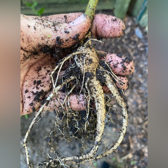 Moringa tree, baby. Nice route and bulb system so it has enough energy to ship. - Picture 6 of 12